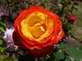 Red yellow rose